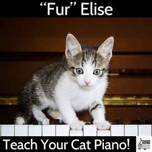fureliseteachyourcatpiano