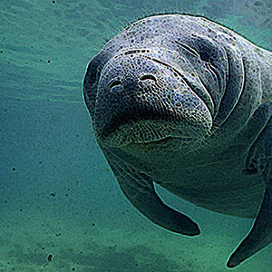 manateemseq