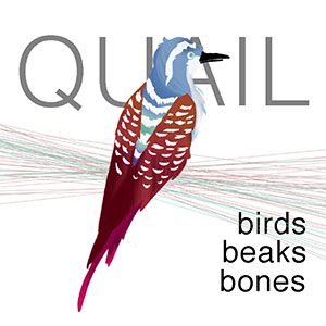 quailbirdsbeaksbones