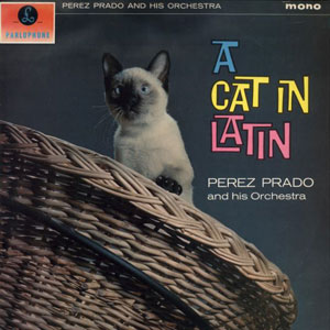 siamese cat in latin perez prado