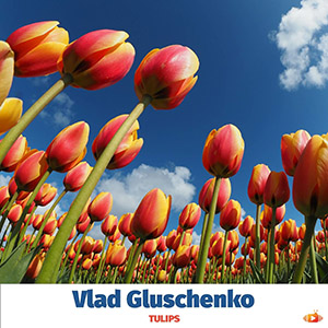 tulipsvladgluschenko