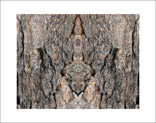 Photo by Phil Denslow - Bark 1