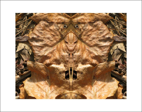 Photo by Phil Denslow - Autumn Leaves 1