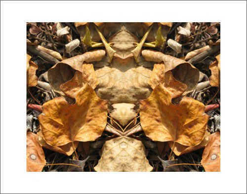 Photo by Phil Denslow - Autumn Leaves 2