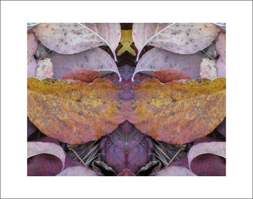 Photo by Phil Denslow - Leaves 1