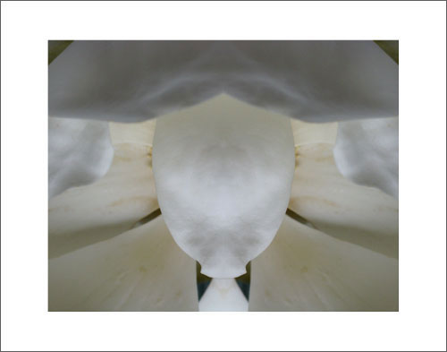 Photo by Phil Denslow - Magnolia 1