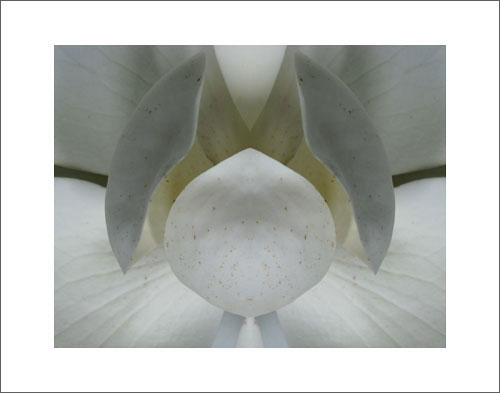 Photo by Phil Denslow - Magnolia 2