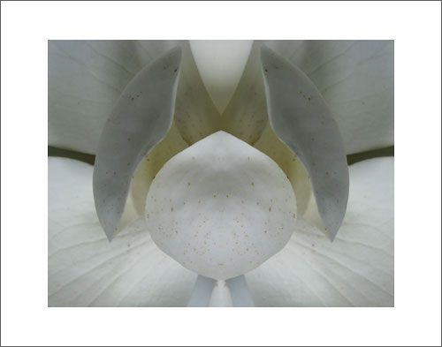 Photo by Phil Denslow - Magnolia 2