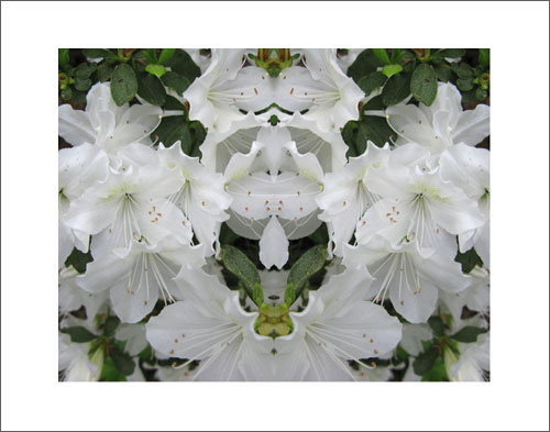 Photo by Phil Denslow - White Flowers 2